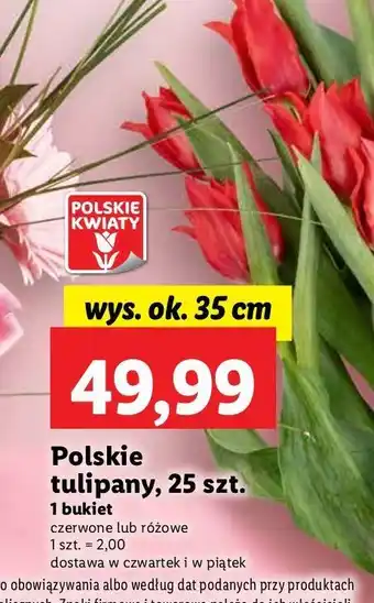 Lidl Tulipany polskie oferta