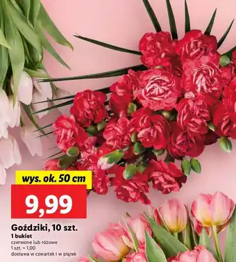 Lidl Goździki 50 cm różowe oferta