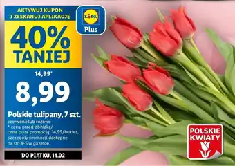 Lidl Tulipany polskie oferta