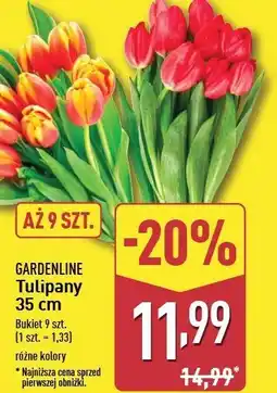 ALDI Tulipany Gardenline oferta