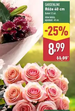 ALDI Róże 40 cm Gardenline oferta