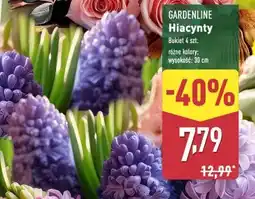 ALDI Hiacynty Gardenline oferta