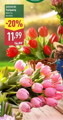 ALDI Tulipany Gardenline oferta