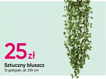 Pepco Bluszcz oferta