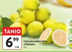 Intermarche Cytryna z liściem oferta