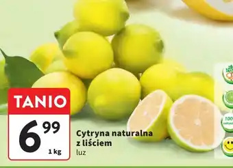 Intermarche Cytryna z liściem oferta