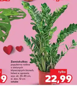 Kaufland Zamiokulkas Ok oferta