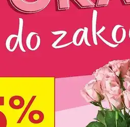 Biedronka Róże oferta