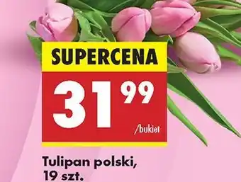 Biedronka Tulipany 35 cm oferta