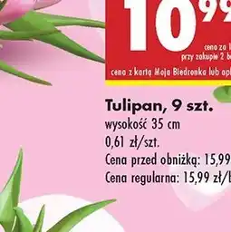 Biedronka Tulipan 35 cm oferta