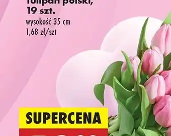 Biedronka Bukiet w rattanie oferta