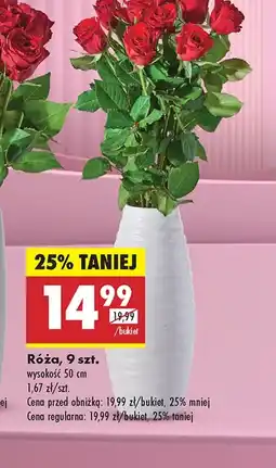 Biedronka Róża oferta