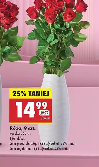 Biedronka Róża oferta