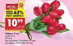 Biedronka Tulipan Biedronka oferta