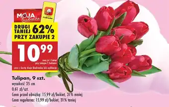 Biedronka Tulipan Biedronka oferta