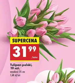 Biedronka Tulipan Polski oferta