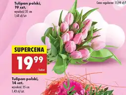 Biedronka Tulipan Polski oferta