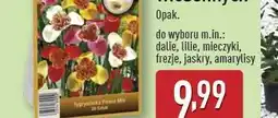 ALDI Roża pnąca Gardenline oferta