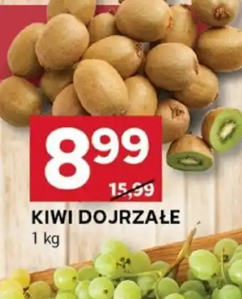 Stokrotka Optima Kiwi dojrzałe oferta