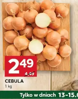 Stokrotka Optima Cebula oferta