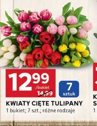 Stokrotka Optima Kwiaty cięte tulipany oferta