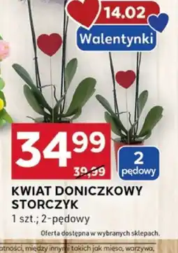 Kwiat doniczkowy storczyk