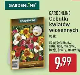 ALDI Cebulki kwiatowe amarylis Gardenline oferta