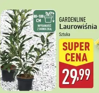 ALDI Laurowiśnia 80 - 100 cm Gardenline oferta