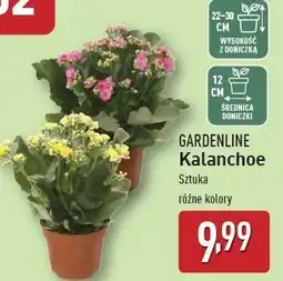 ALDI Kalanchoe w doniczce 12 cm Gardenline oferta