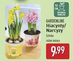 ALDI Narcyz Gardenline oferta