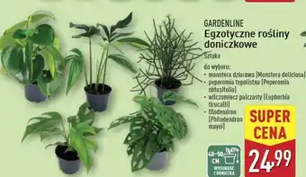 ALDI Wilczomlecz aplczasty Gardenline oferta