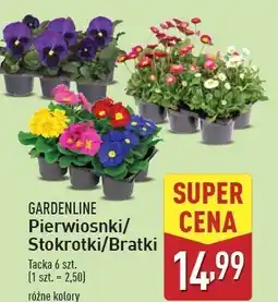 ALDI Stokrotki Gardenline oferta