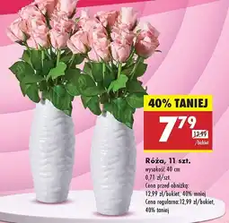 Biedronka Róże oferta