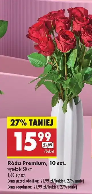 Biedronka Róże premium 50 cm oferta