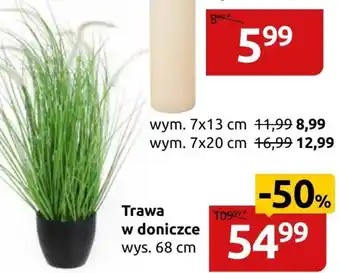 Black Red White Trawa w doniczce oferta