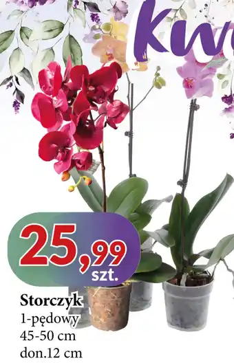 E.Leclerc Storczyk 1-pędowy oferta