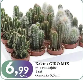 E.Leclerc Kaktus oferta