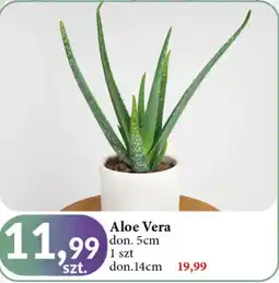 E.Leclerc Aloe vera don. 5 cm oferta