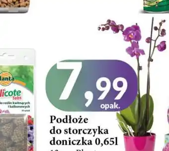 E.Leclerc Podłoże do storczyków Planta (Ogrodowe) oferta