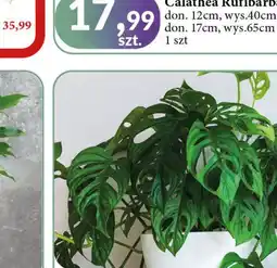 E.Leclerc Monstera don. 14 cm oferta