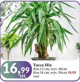 E.Leclerc Yucca 50 cm oferta