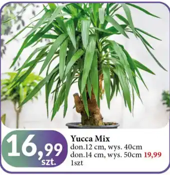 E.Leclerc Yucca 50 cm oferta