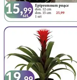 E.Leclerc Guzmania don. 12 cm wys. 55 oferta