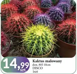 E.Leclerc Kaktus malowany 10 cm oferta