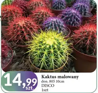 E.Leclerc Kaktus malowany 10 cm oferta