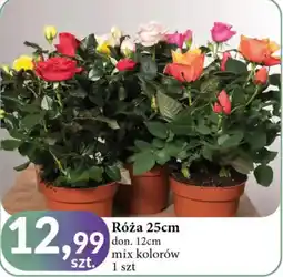 E.Leclerc Róża donica 25 cm oferta