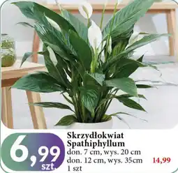 E.Leclerc Skrzydłokwiat 35 cm oferta