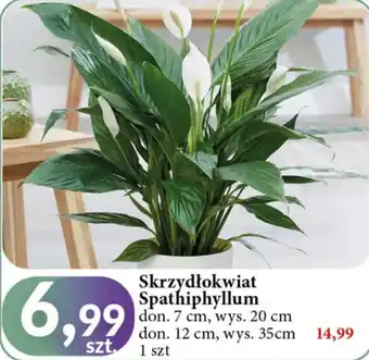 E.Leclerc Skrzydłokwiat 35 cm oferta