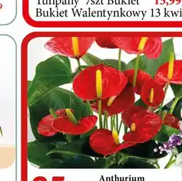 E.Leclerc Anthurium w donicy śr. 14 cm oferta