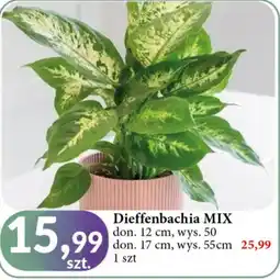 E.Leclerc Dieffenbachia 55 cm oferta